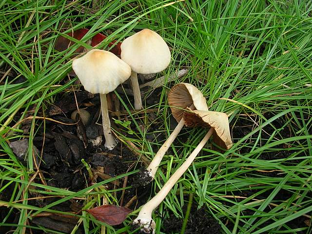 Conocybe hornana     Singer & Hausknecht